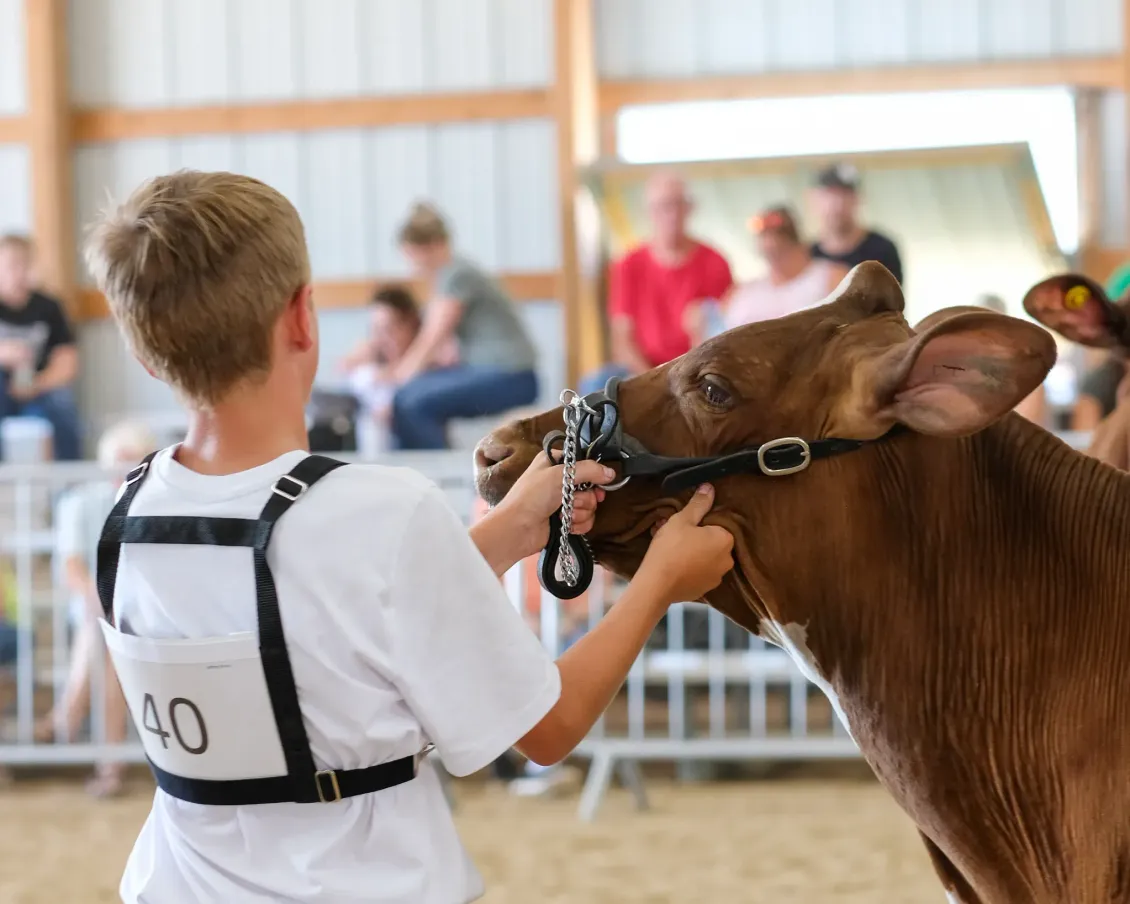 Boy in white shirt holding a brown calf at a livestock show, with spectators in the background.