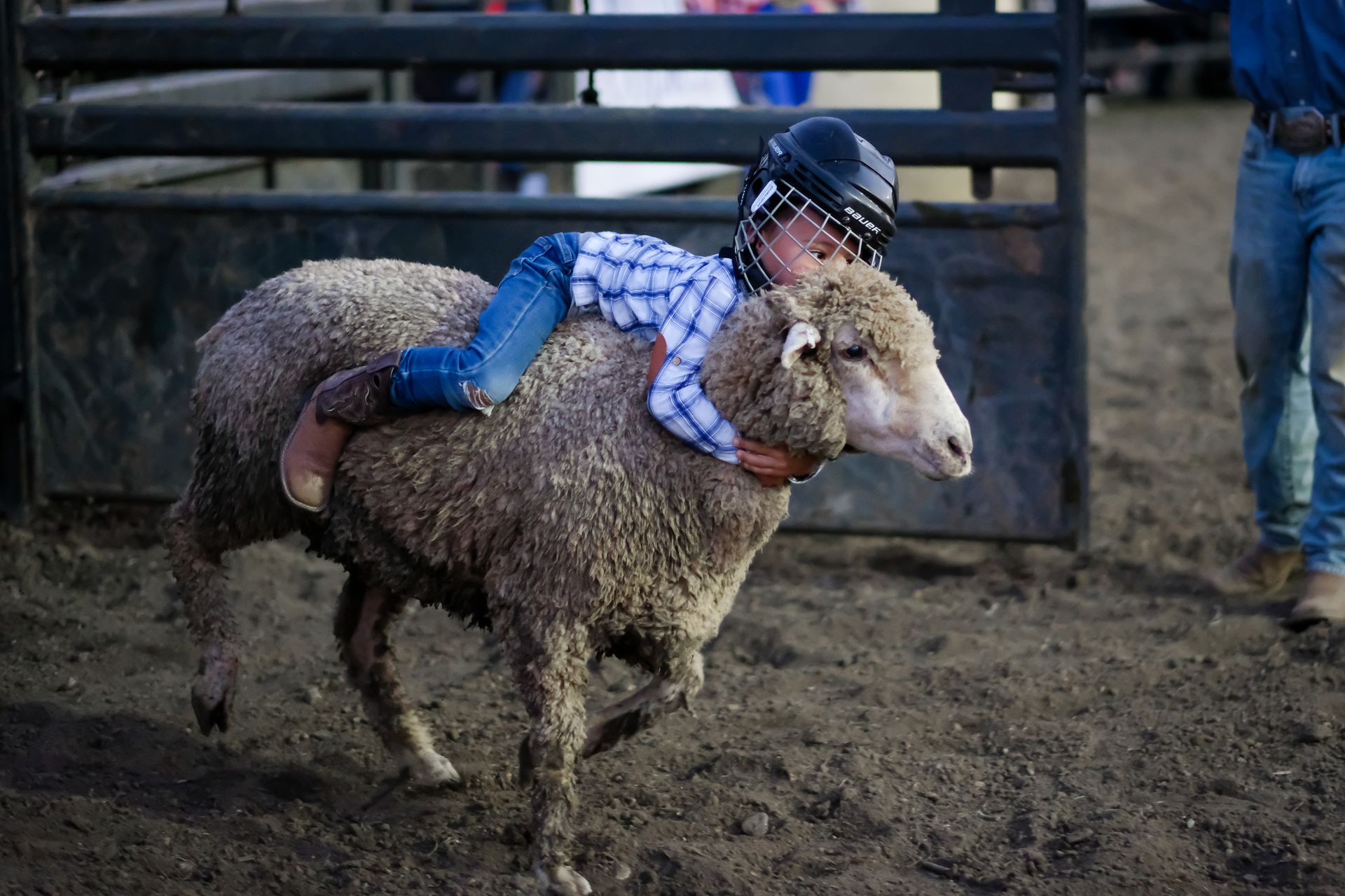 Child riding a sheep in a rodeo arena. The child wears a helmet, jeans, and a plaid shirt.