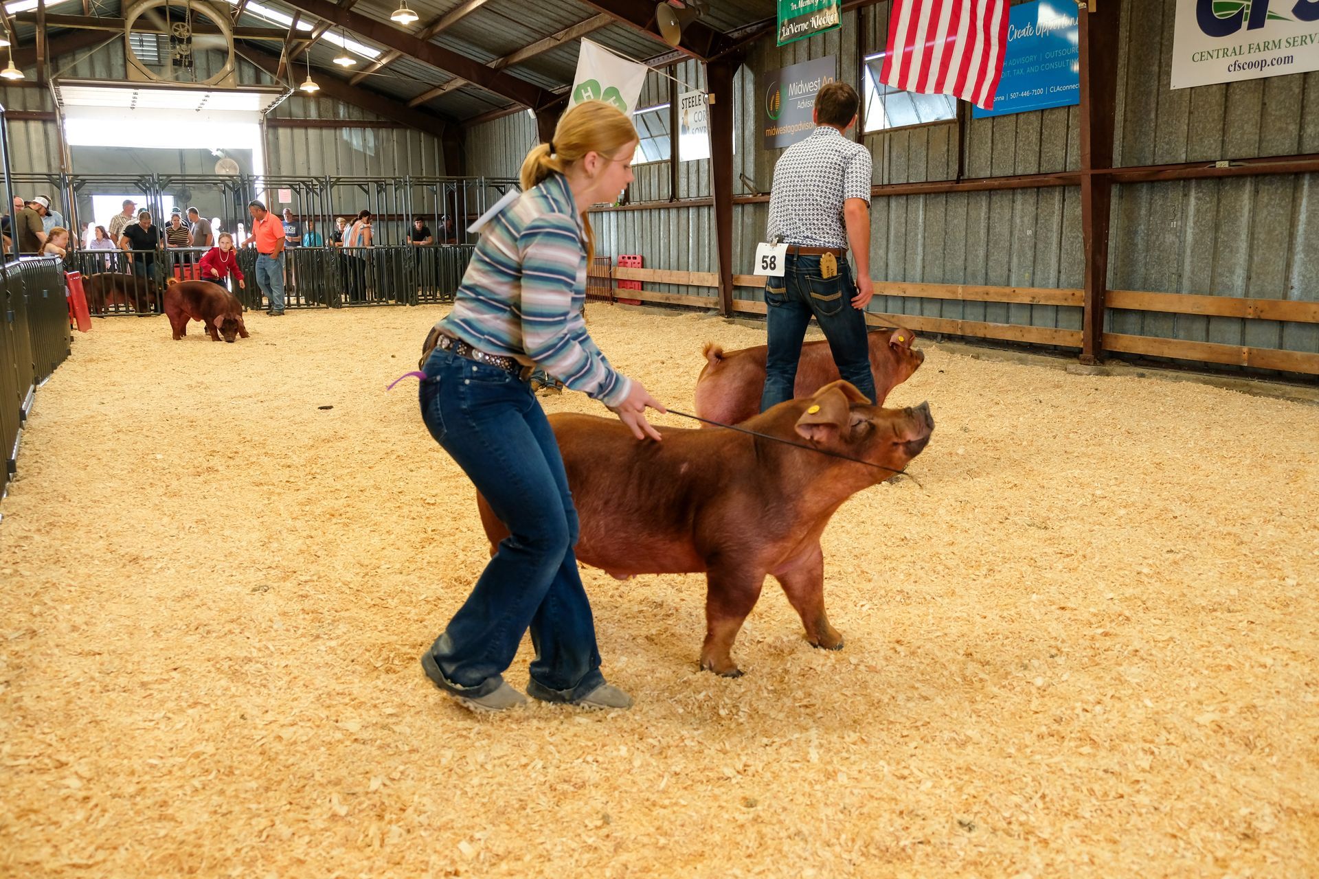 Two people show pigs in a barn with wood shavings. The pigs are reddish-brown.