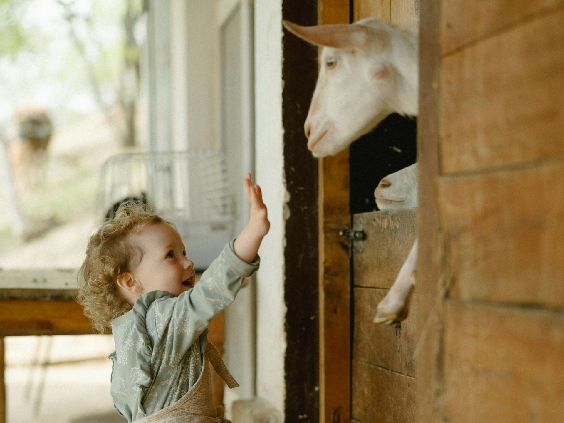 Child high-fives a goat peering out of a wooden stable door.