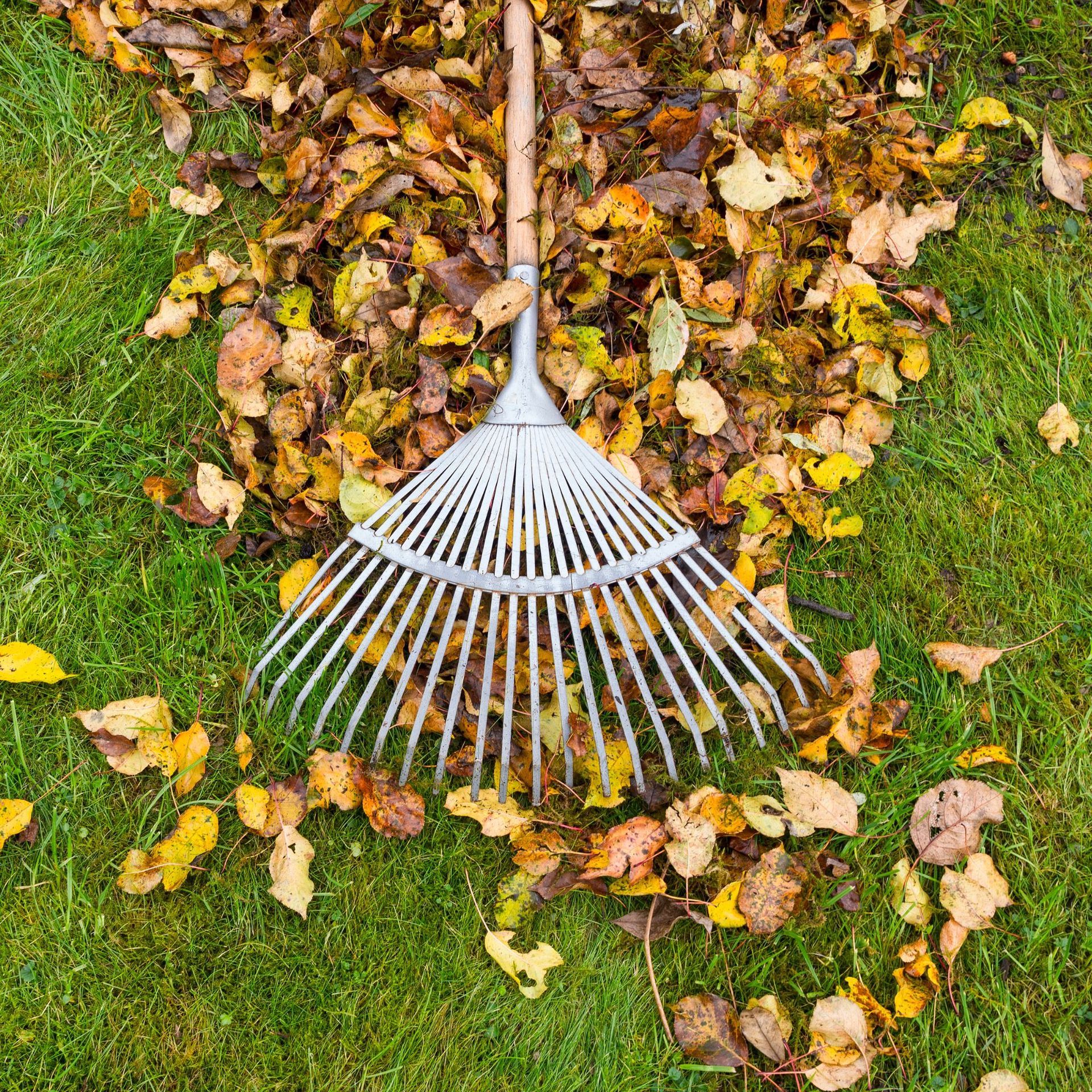 GREEN CANYON LANDSCAPING INC | A rake is sitting on top of a pile of leaves on the grass.
