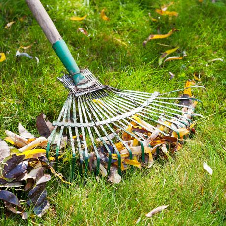 Rake gathering fallen leaves on green grass, outdoors in daylight.