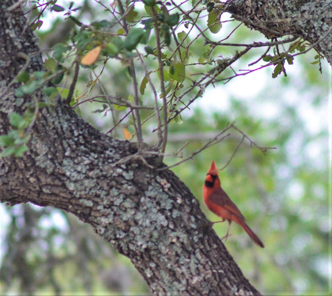 Cardinal on tree