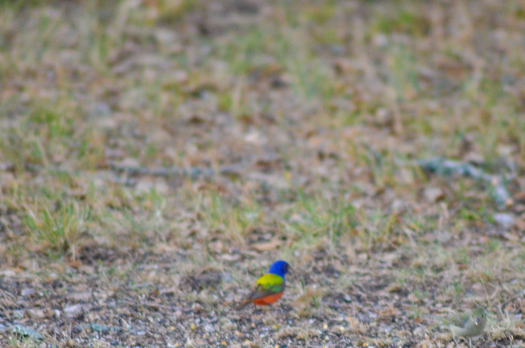 Painted Bunting on ground