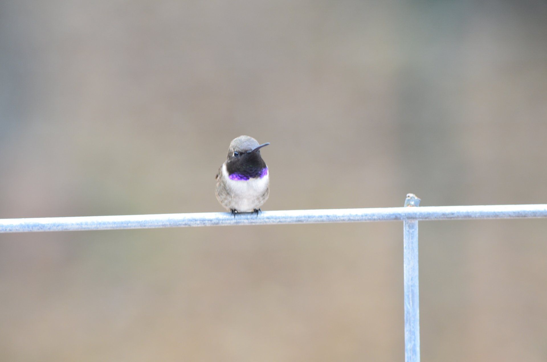 Black-Chinned Hummingbird perched on hogwire