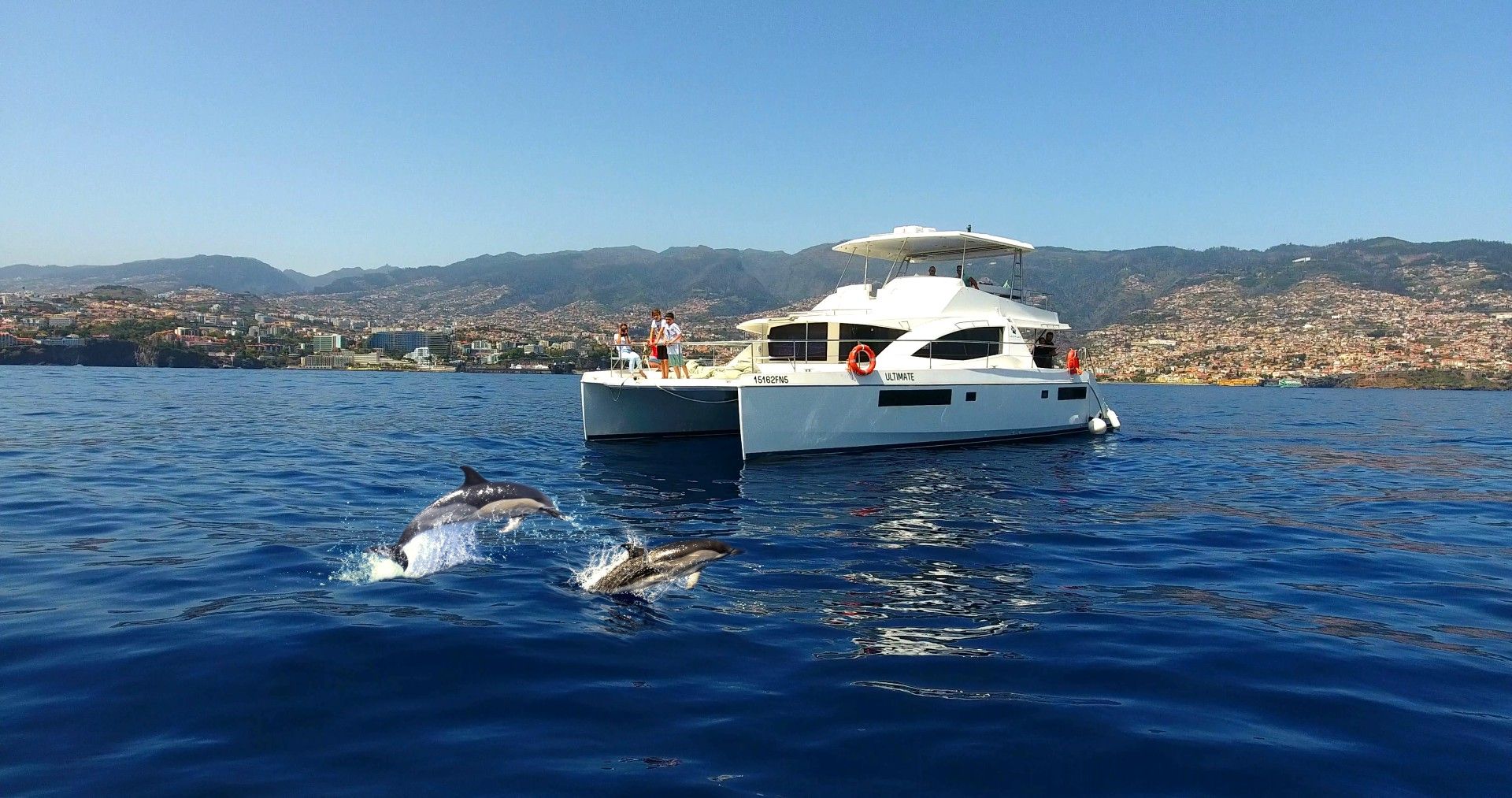 2 dolphins jumping in front of vipdolphins catamaran