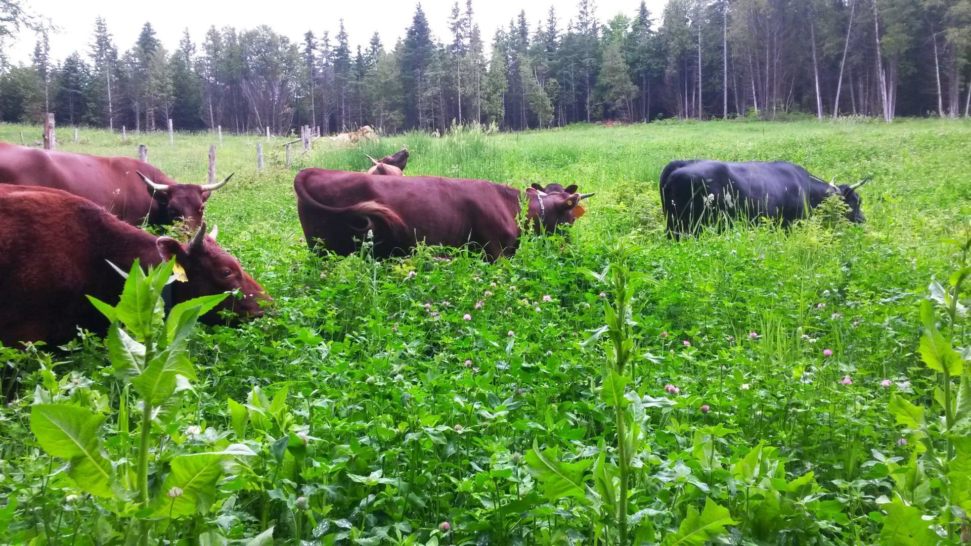Cattle Grazing in shoulder deep pasture
