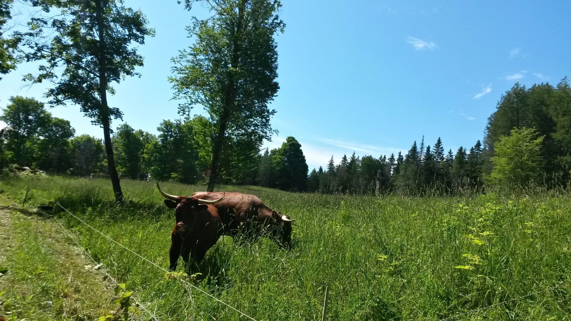 Cattle grazing in Sky Meadow with forest behind them
