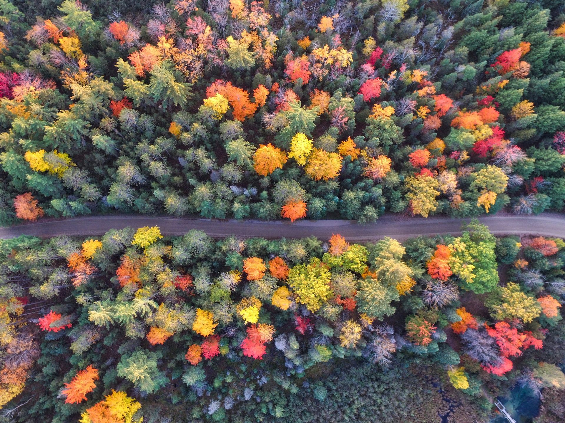 Fall foliage