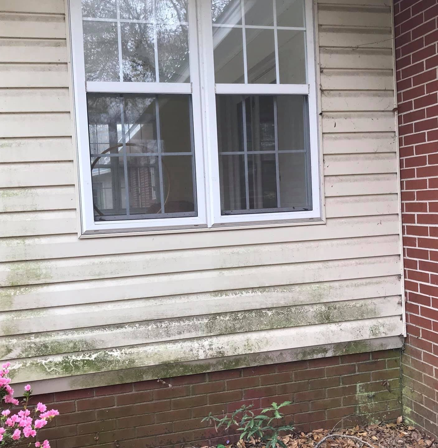 Algae on vinyl siding