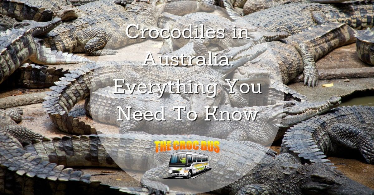 Crocodiles in Australia - Everything You Need To Know