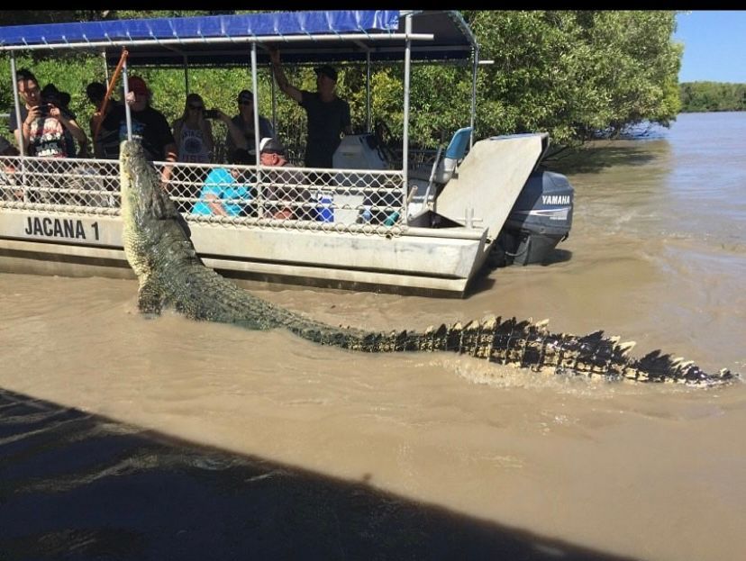 brutus the giant crocodile