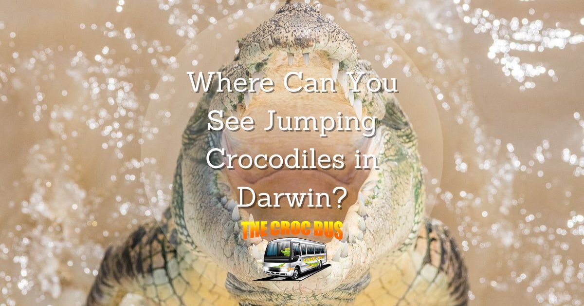 Where can I see jumping crocodiles in Darwin?