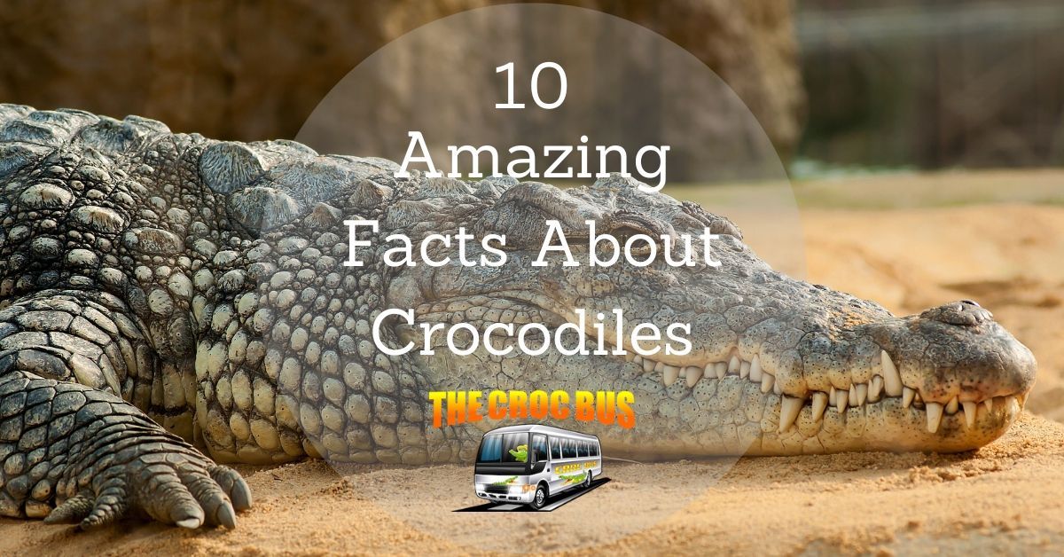 Amazing facts about crocodiles in Australia