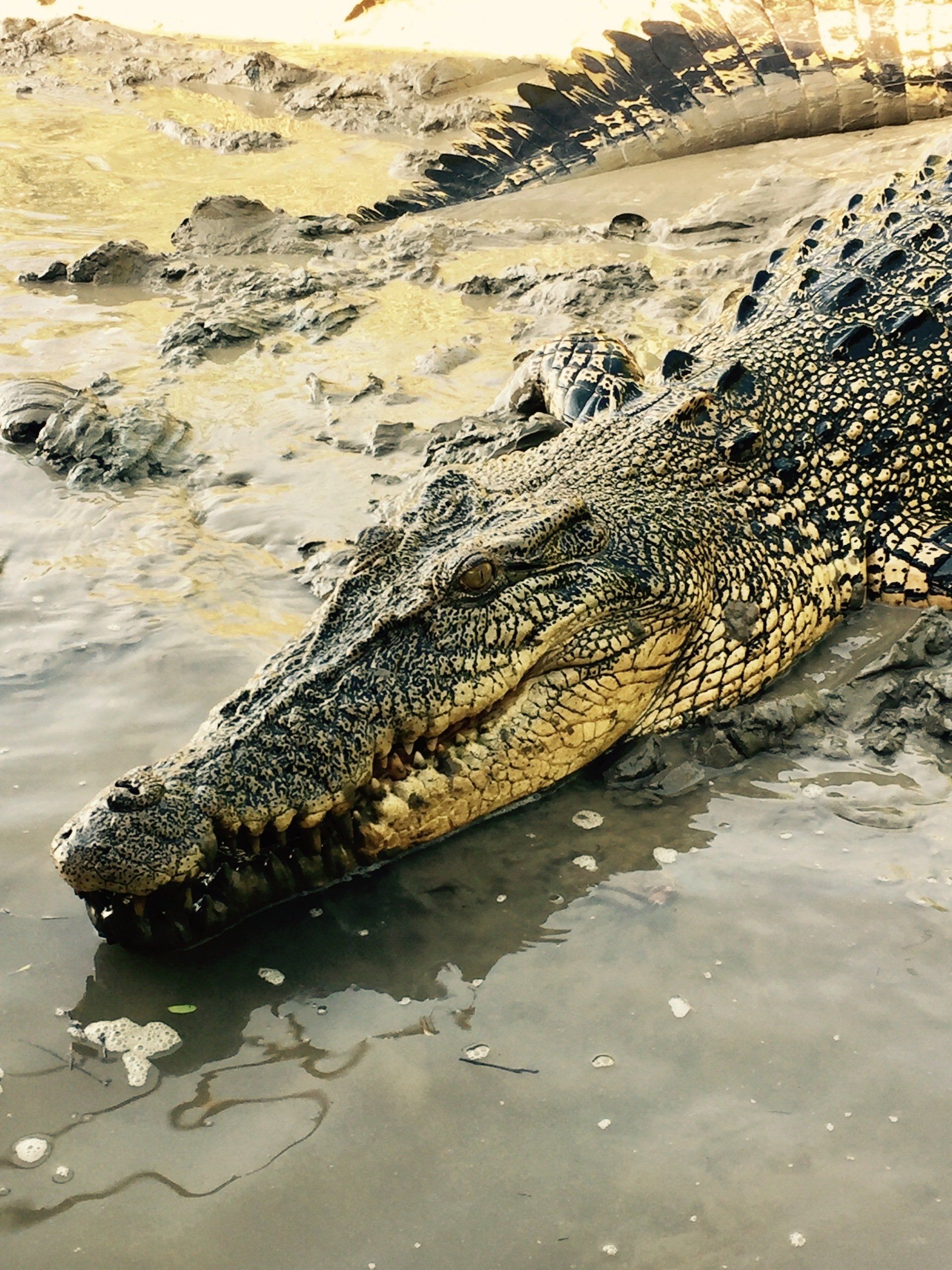salt water crocodile