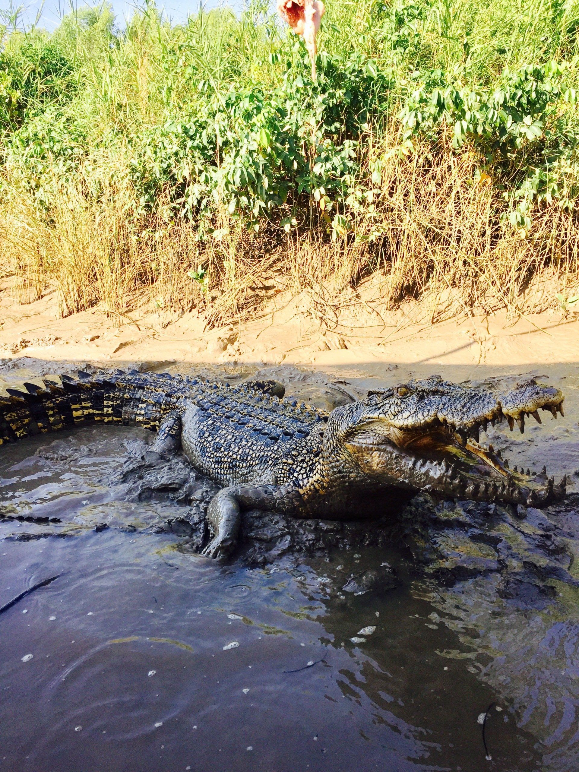 salt water crocodile
