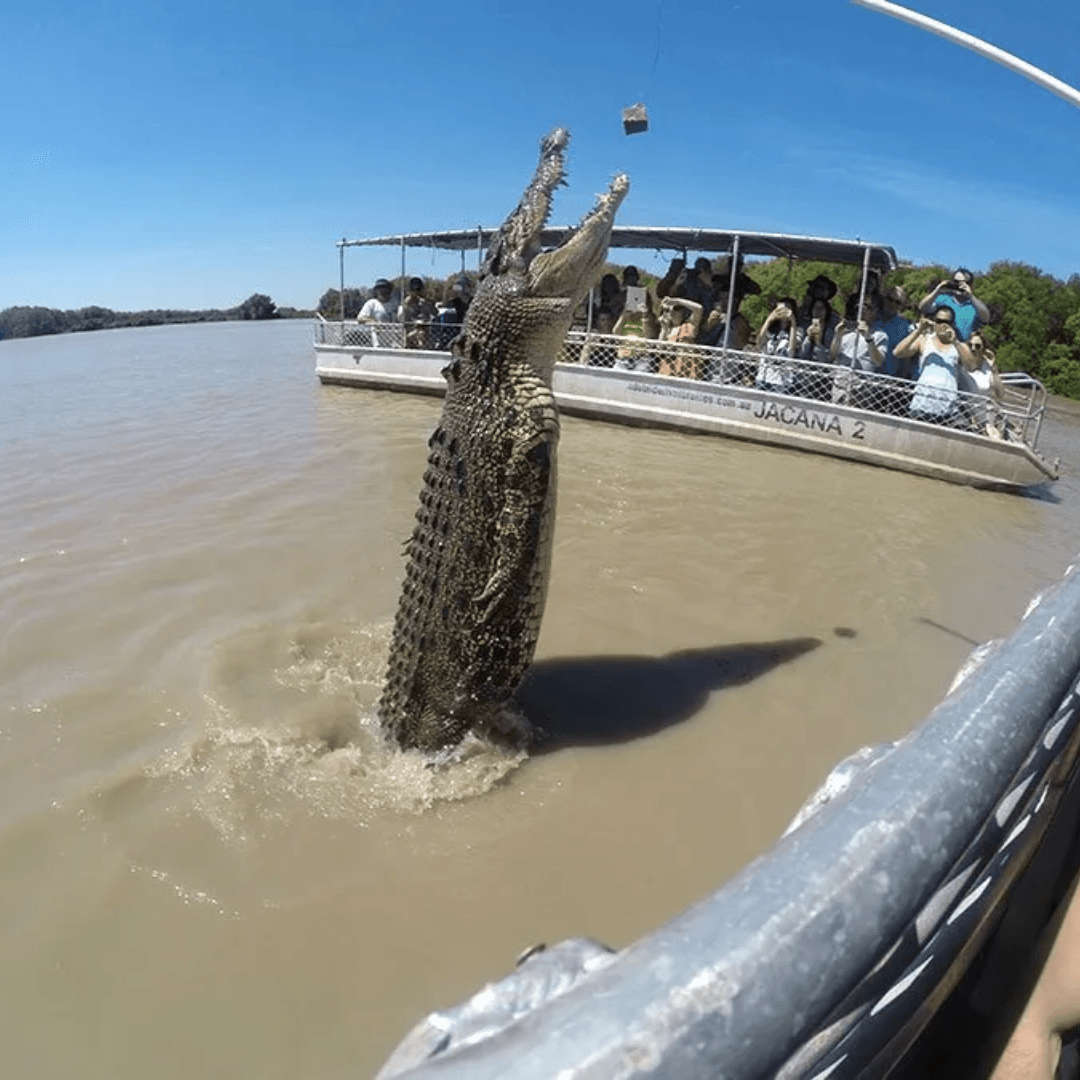 Jumping Croc Cruise