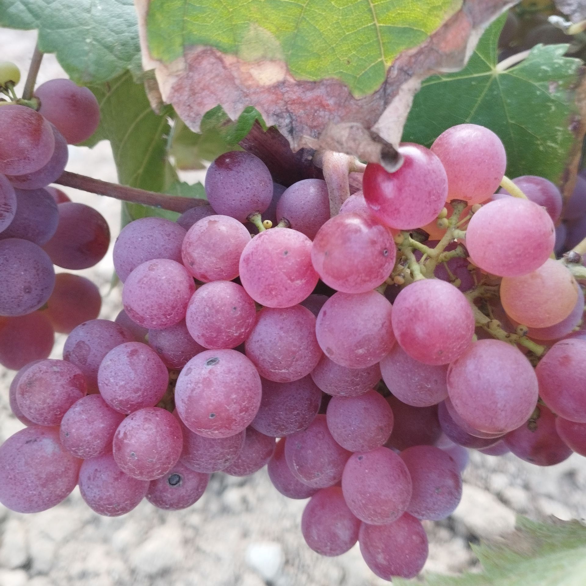 variedades de uva autóctonas y foráneas