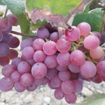 variedades de uva autóctonas y foráneas