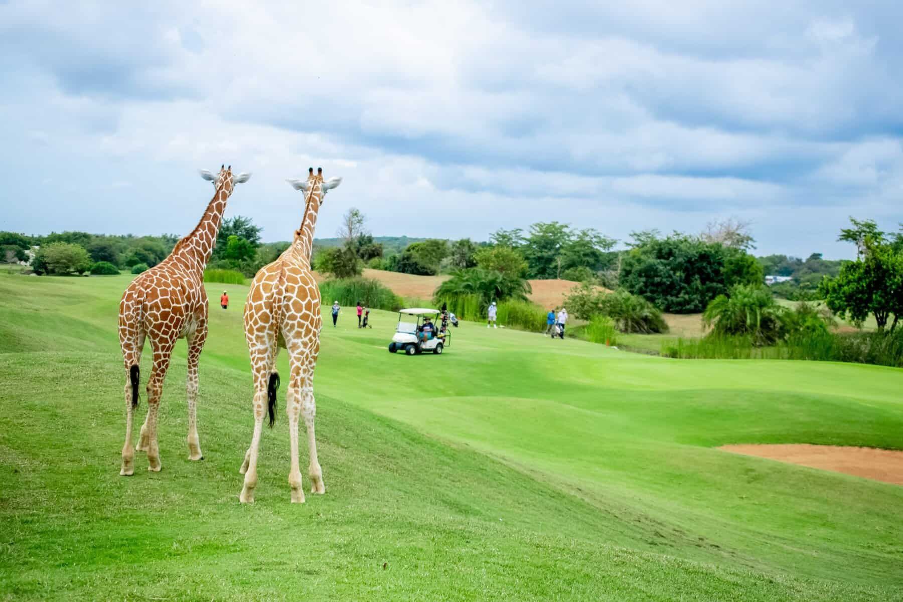 Two giraffes standing on a green golf course under a cloudy sky on south african golf tour