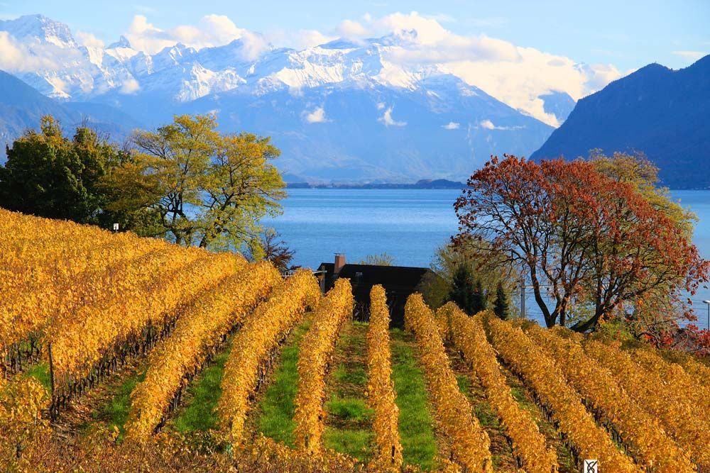 Golden vineyard rows by a blue lake with mountains and autumn trees under a bright sky