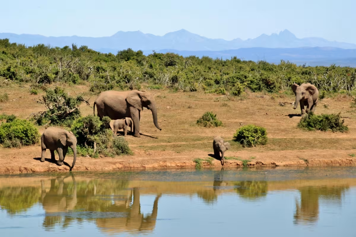 Elephants drinking by a waterhole with grassy savanna and distant blue mountains on South african golf tour
