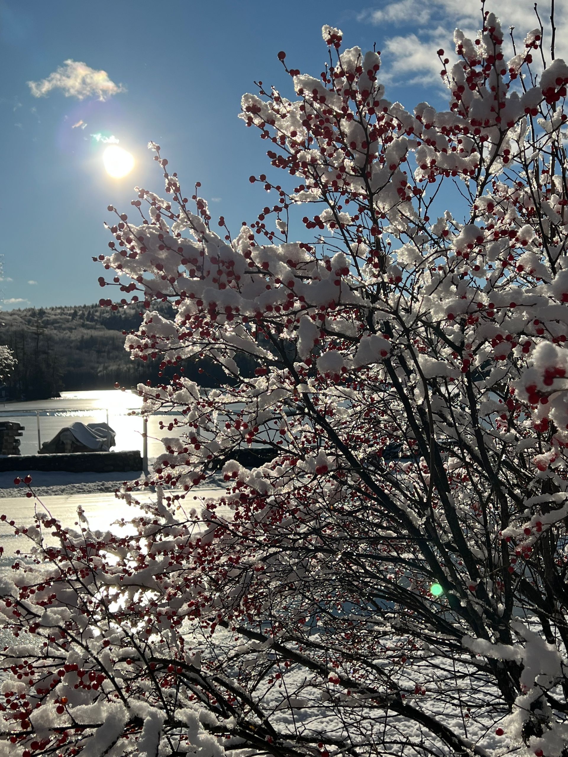 A tree covered in snow with a body of water in the background