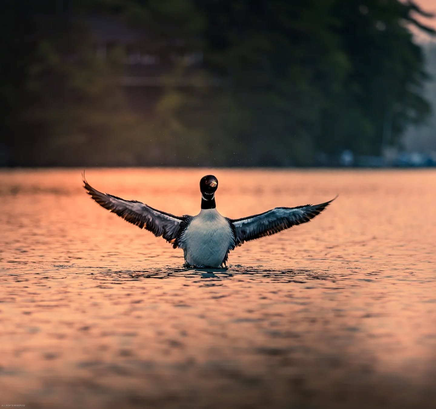 We are thrilled to welcome Dave Labar Photography to Cottage Place on Squam Lake!