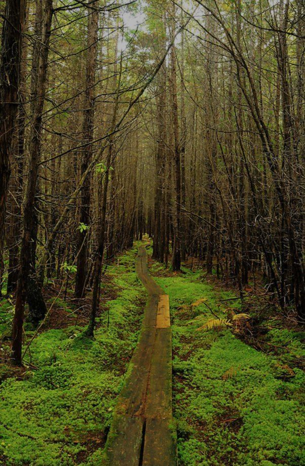 A wooden path in the middle of a forest.
