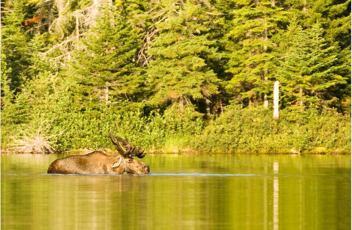 A moose is swimming in a lake with trees in the background.