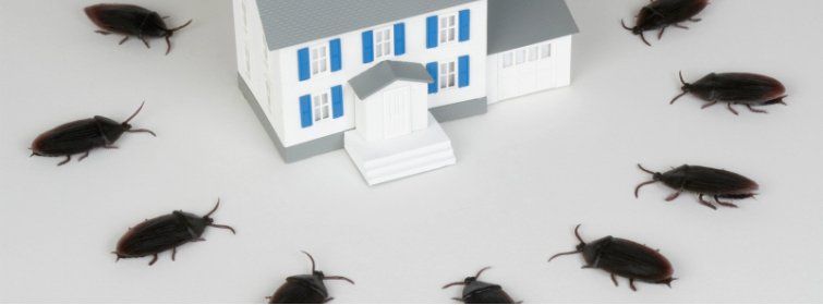 Cockroaches And House Model — Saint Clairsville, OH — Buckeye Pest Control
