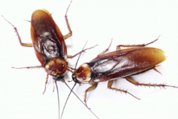 Cockroaches — Saint Clairsville, OH — Buckeye Pest Control