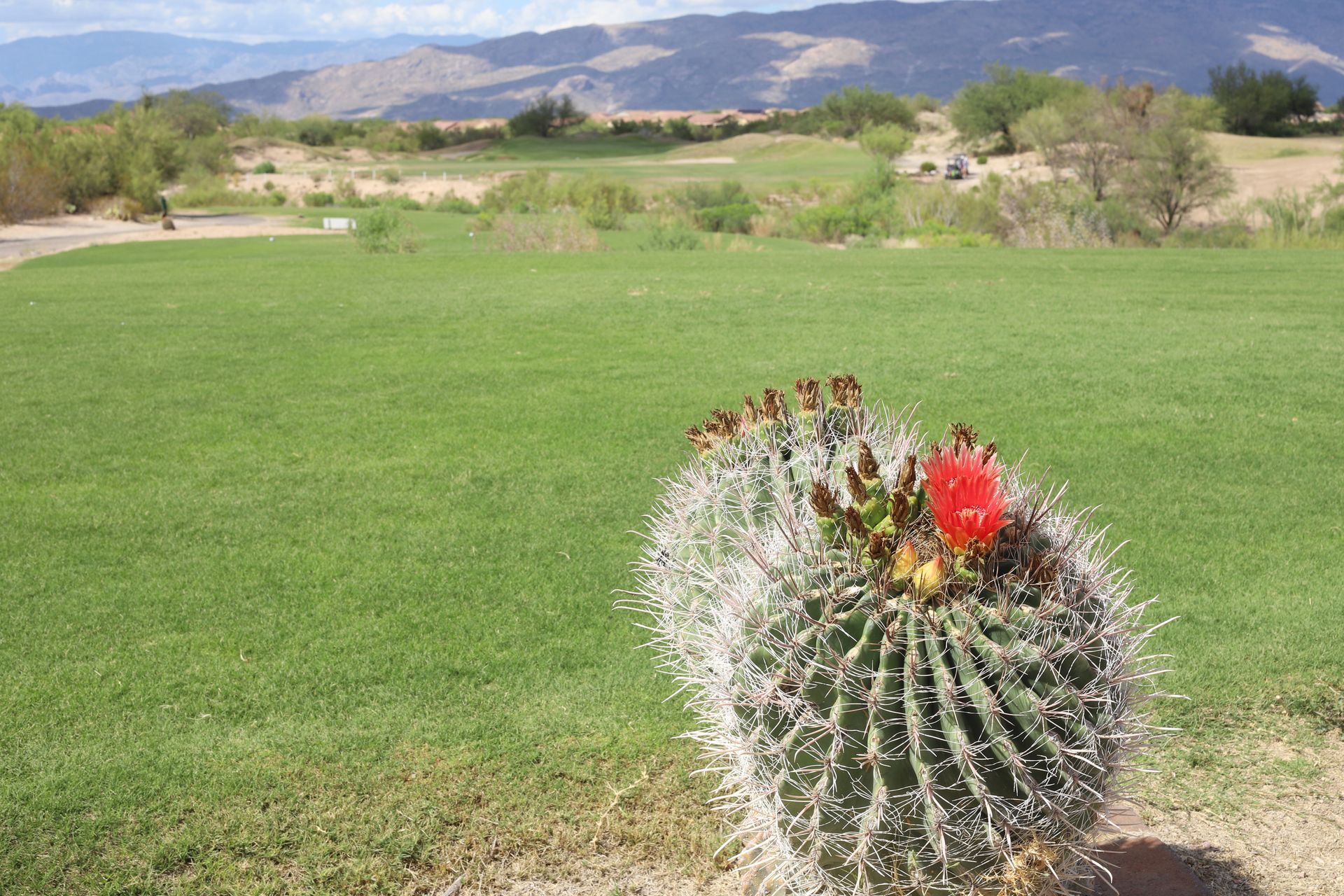 Golfer swinging a club on a green golf course under a blue sky.