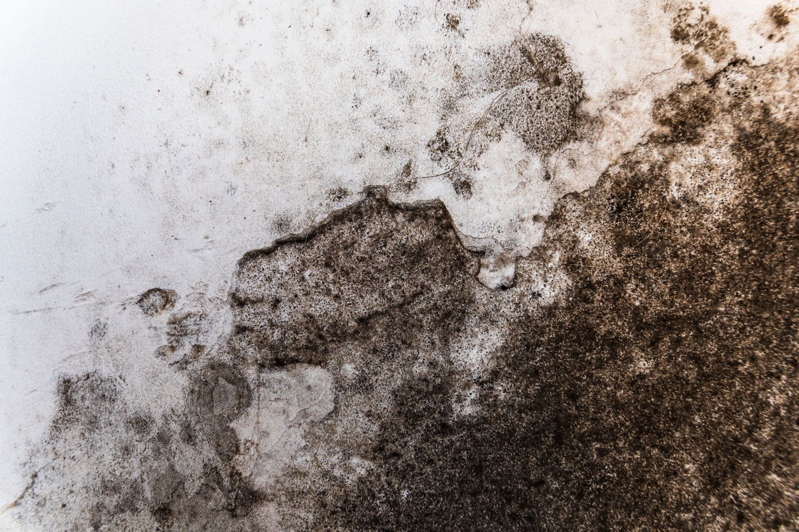 A close up of black mold on a white surface.