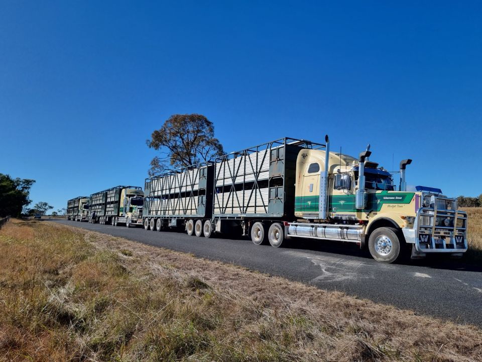 cattle carrier  transport