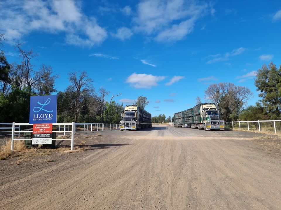 strasburg's livestock area