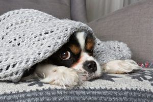 A small dog is laying under a blanket on a couch.