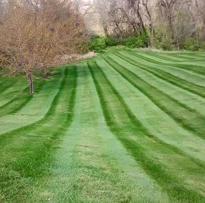 Lawn with alternating dark and light green stripes, bordered by trees on a sunny day.