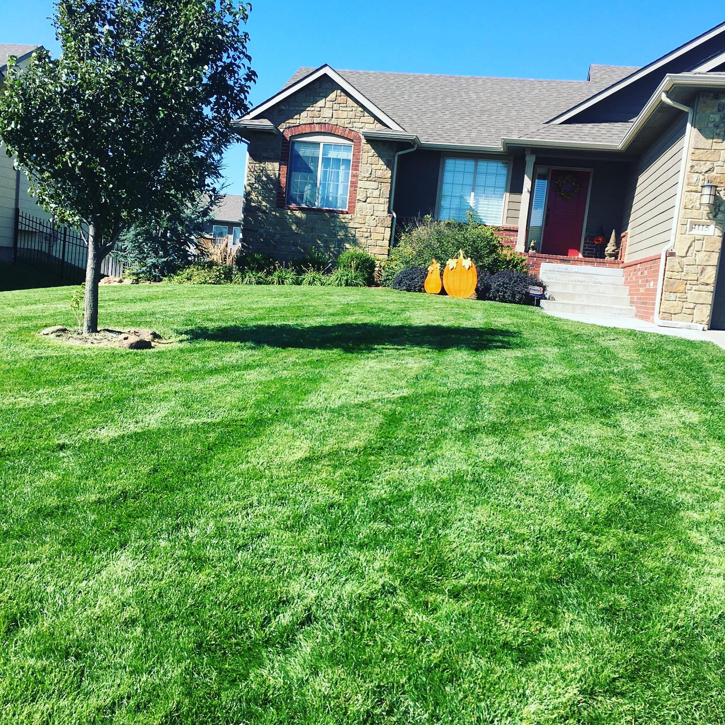 Green lawn in front of a house, small tree on left, pumpkins near the door under a blue sky.