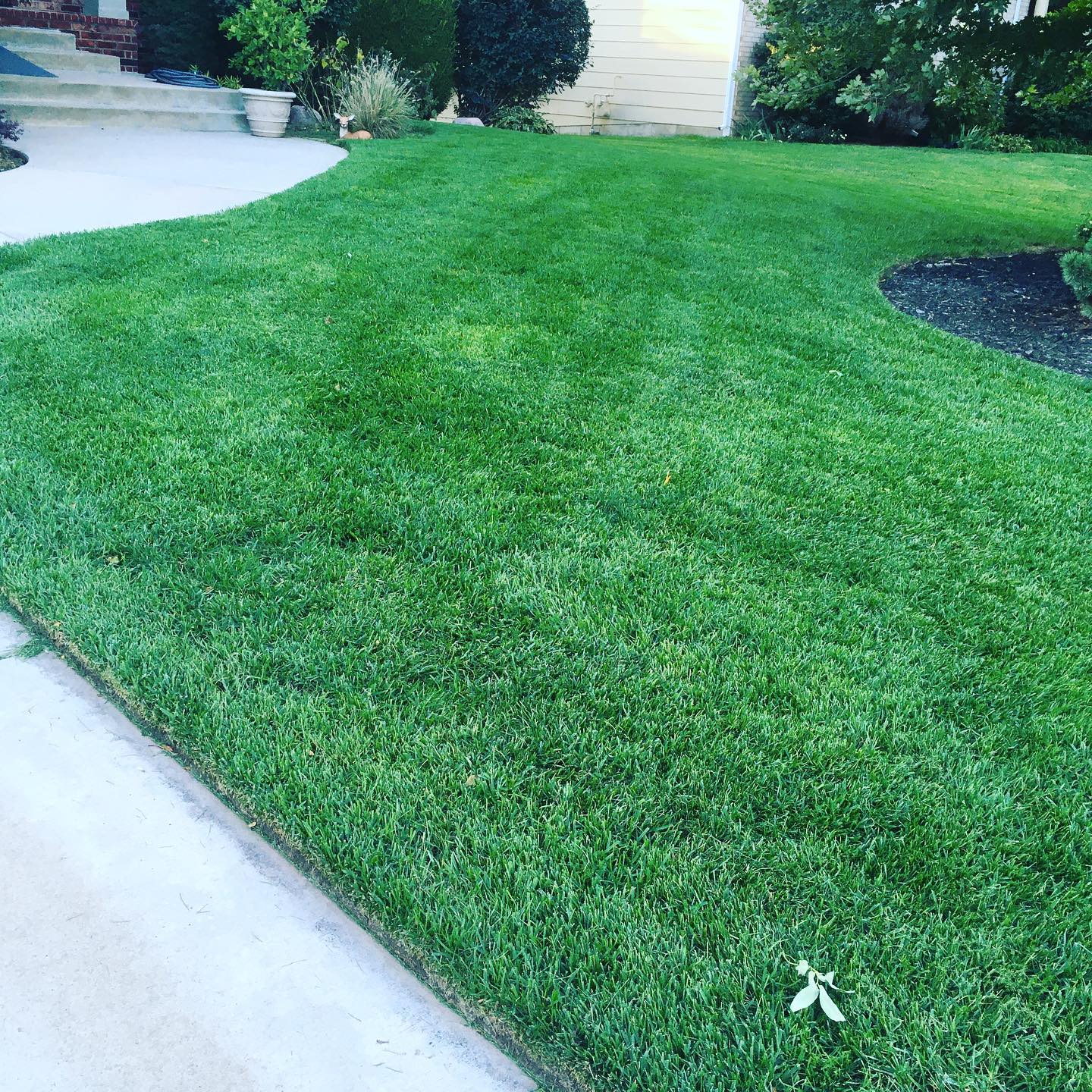 Lush green lawn with a curved edge bordering a concrete walkway.