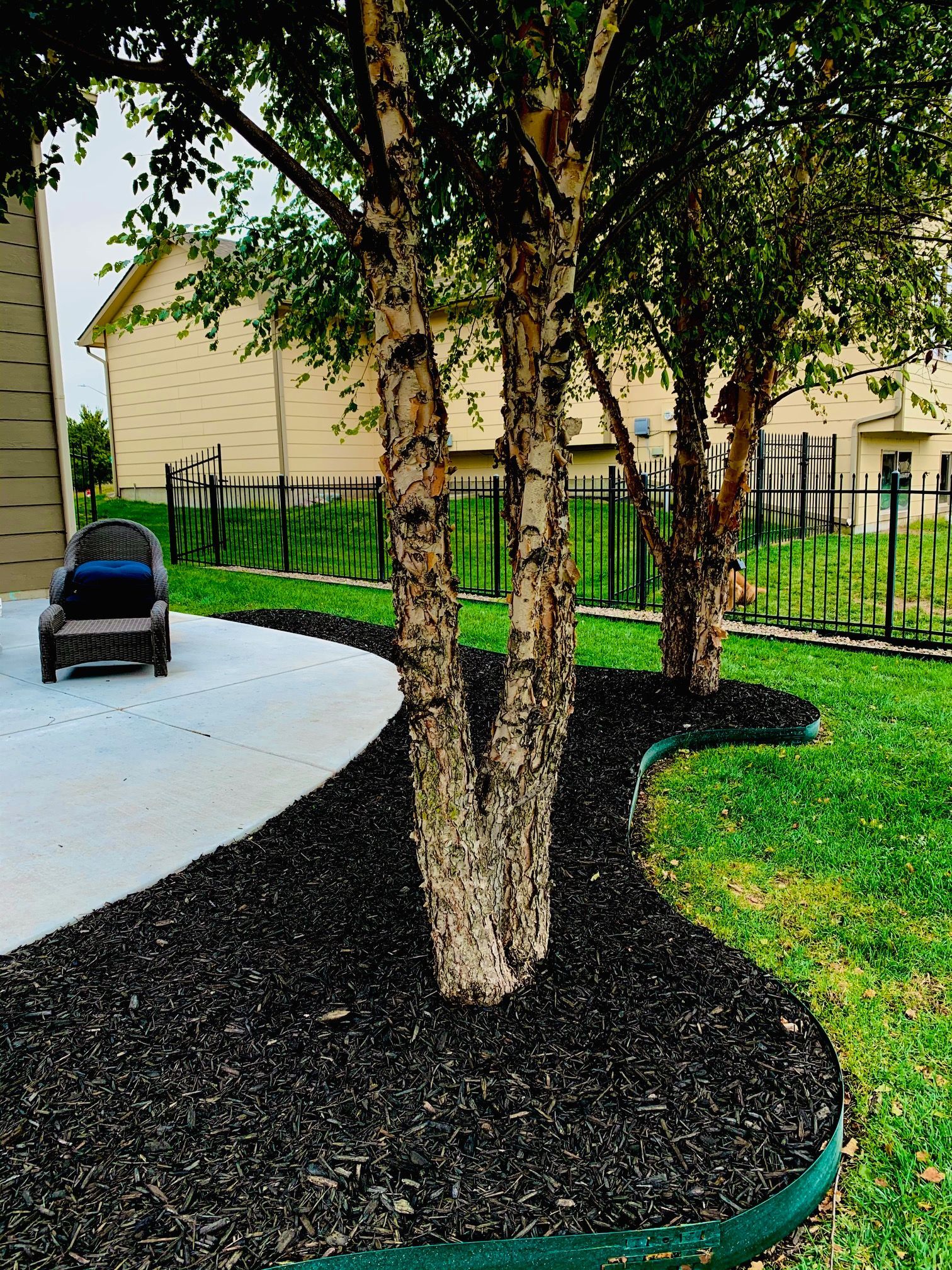 Trees with peeling bark surrounded by black mulch, near a patio and green lawn.