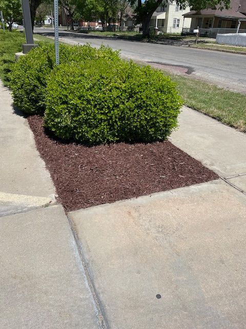Green shrubs in a bed of brown mulch on a sidewalk near a street.