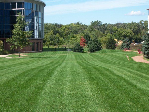 Lush green lawn with mowing stripes, a modern building, and trees under a clear blue sky.