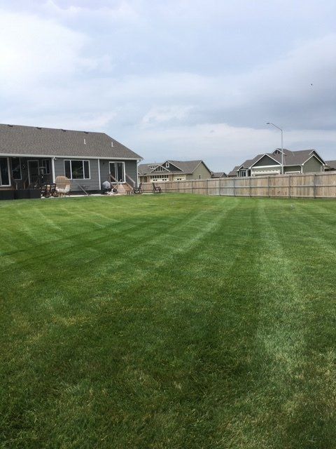 Lush green lawn with freshly cut stripes; houses and a fence in the background. Overcast sky.
