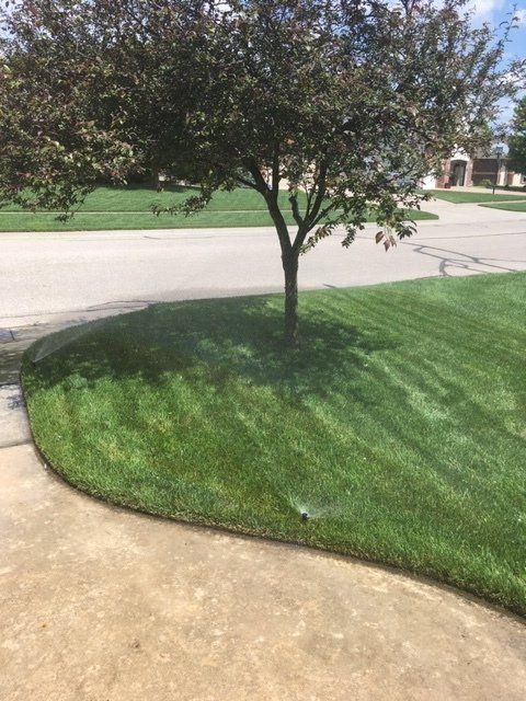 Lush green lawn with a tree, edged by a concrete sidewalk. Sprinkler spraying water.