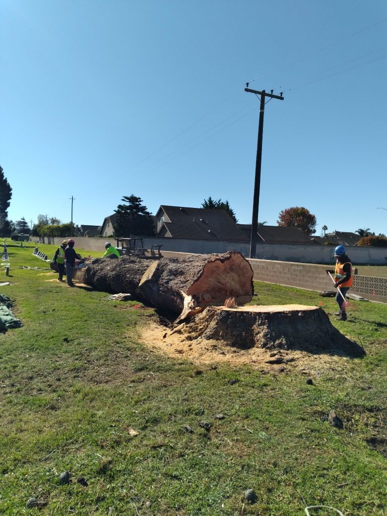 A large tree stump is sitting in the middle of a grassy field.