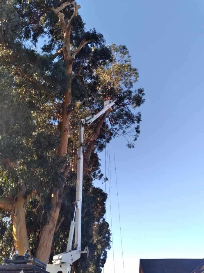 A crane is cutting a tree in front of a house.