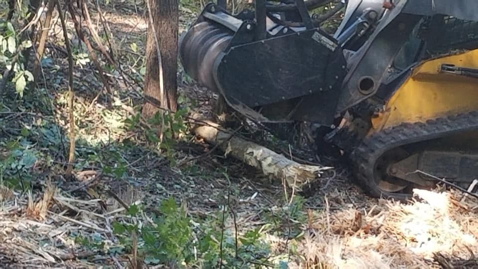 A skid steer with a grapple attachment is clearing brush and a fallen log in a wooded area.