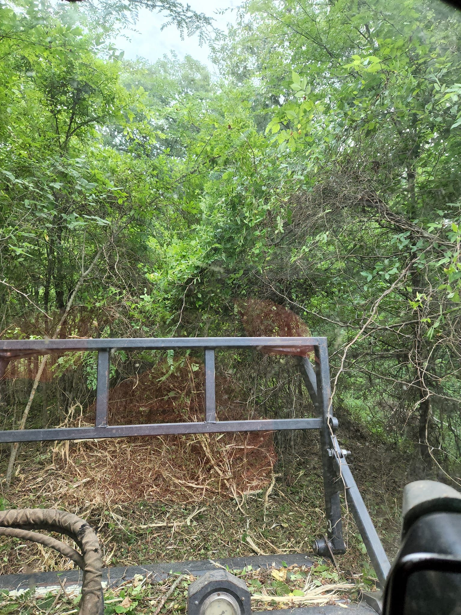 View from inside a vehicle, looking out at dense green foliage and a metal frame. The vehicle is in a wooded area.