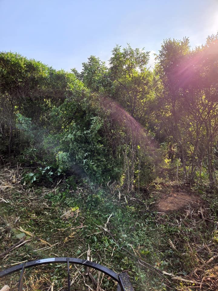 Green foliage covers a hillside, illuminated by the sun. A section of a dark, rounded fence is in the foreground.